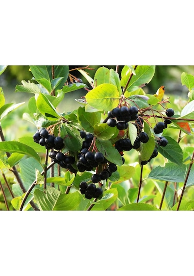 Aronia Aronya Ağacı Meyveli Fidanı Tüplü