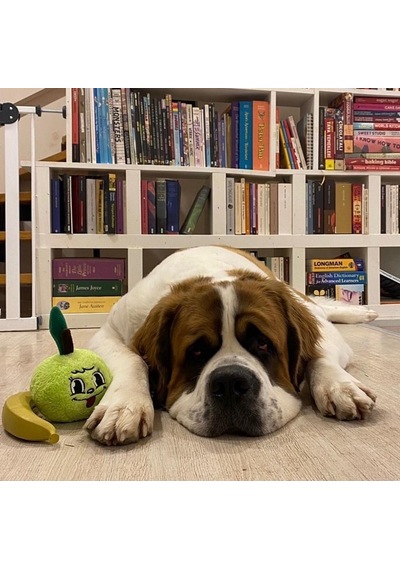 Havhav Haşarı Yeşil Elma Peluş Köpek Oyuncağı