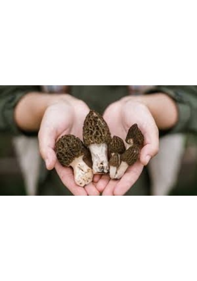Kuzu Göbeği Mantarı Tohumu 100 Gram Yetiştirme Yönergesi İle 1 adet