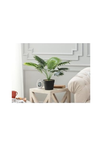 Madame Coco Plaquela Saksılı Bitki