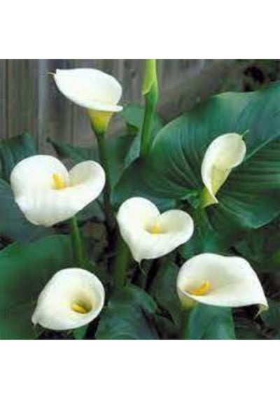 20 Adet Tohum Organik Calla Lily Çiçek Tohumu Afrika Çöl Çiçeği Calla Lily Sürpriz Hediye Tohumlu