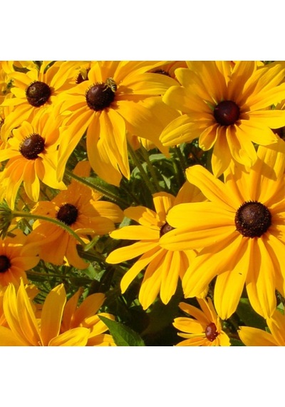 Afrika Papatyası Tohumu Yerli Rudbeckia 100 Adet