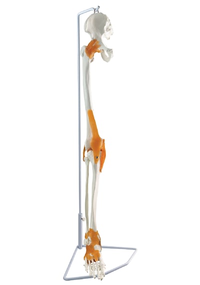 Kalça Kemiği Ve Ligamentleri İle Bacak İskeleti, Eklemli, Gerçek Boyutlu, Askılı Stand Üzerinde - Bacak Ve Ayak İskeleti Maketi 01 Kalça Kemiği Ve Ligamentleri İle Bacak İskeleti, Eklemli, Gerçek Boyutlu, Askılı Stand Üzerinde - Bacak Ve Ayak İskeleti Maketi 01