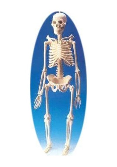 Küçük Boy İskelet Maketi
