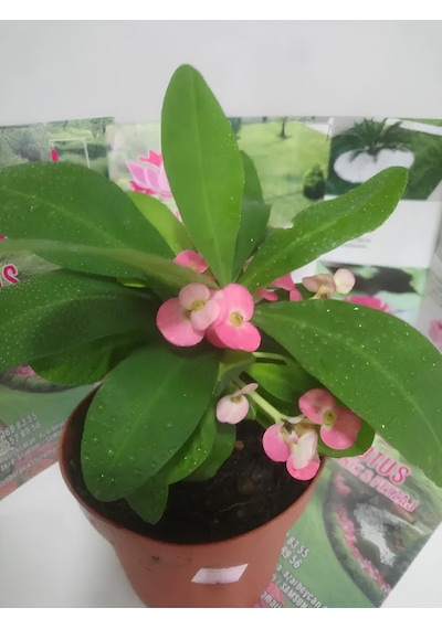 Videolu 1 Adet Pembe Renk Dikenler Tacı Çiçeği 10-20 Cm Tüplü Çiçekli Bodur Bitkilereuphorbia Milii