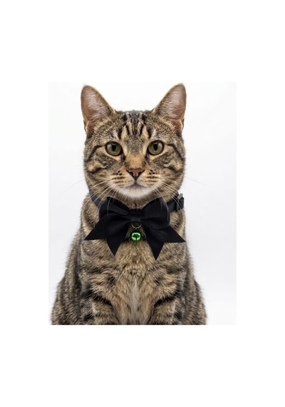 3'lü Set Zilli Ve Fiyonklu Kedi Tasması