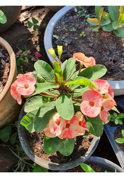 Pembe Alacalı Milli Dikenler Tacı 1 Adet Saksılı 25-45 Cm Euphorbia