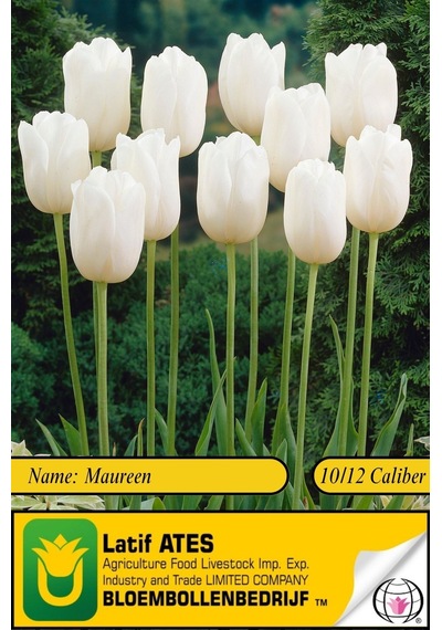Maureen / 2023-lale Soğanı