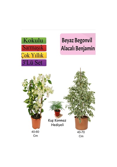Beyaz Alacalı Benjamin Bitkisi+ Beyaz Begonvil+ Tül Çiçeği Hediyeli
