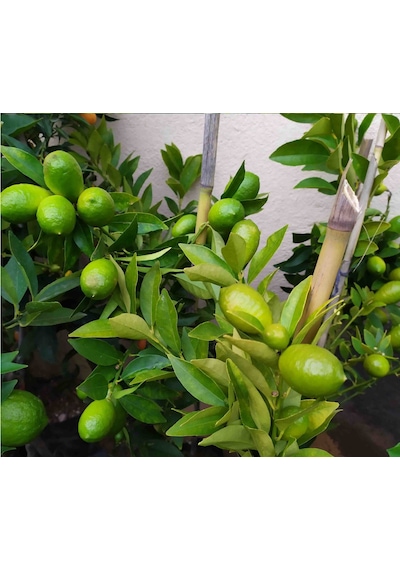 LİME MİSKET LİMON FİDANI - Limequat