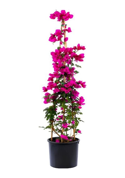 Pembe Begonvil+kokulu Hanıme Çiçeği+telgraf Çiçeği 3'lü Peyzaj Seti