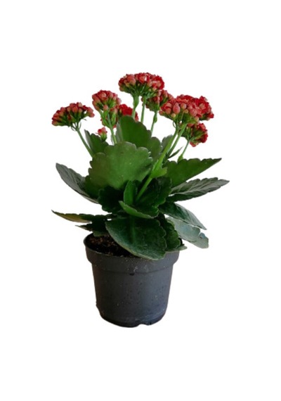 Çok Avantajlı Kalanchoe - Kalanşo Çiçeği Kırmızı Çiçekli