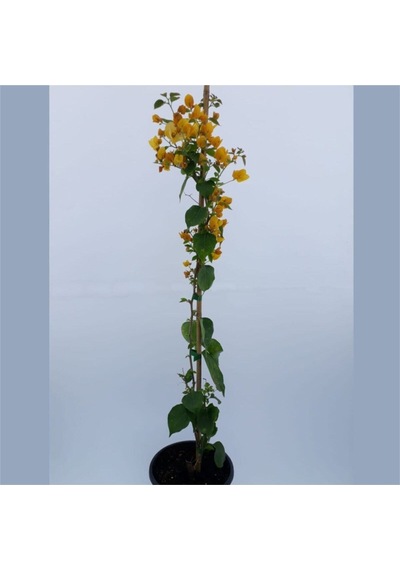 Sarı Begonvil 90 100 Cm Bougainvillea