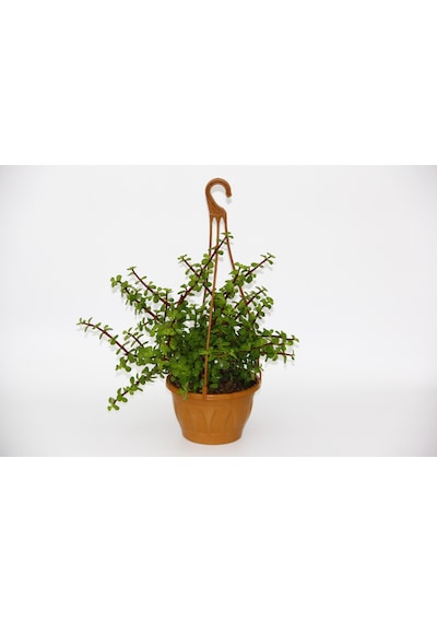 Yeşim Ağacı 2 Adet Crassula Portulacaria - Askılı Saksıda l