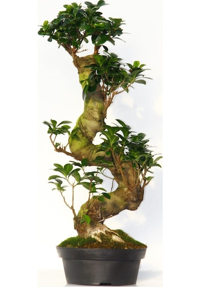 GİNSENG 10 YAŞINDA  60 CM