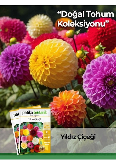 30 Adet Yıldız Dahlia Çiçek Tohumu