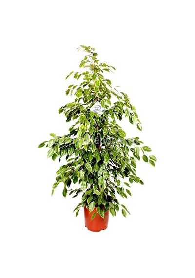 Ficus Benjamin Yeşil