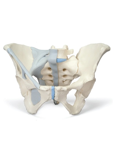 Kadın Pelvis Modeli, Ligamentli, 3 Parçalı - Kadın Pelvis Maketi 01