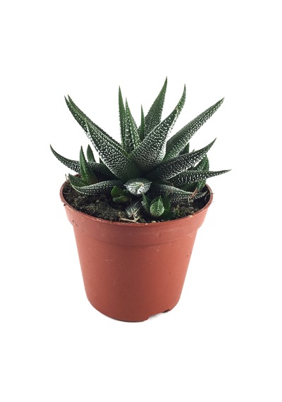 Haworthia Fasciata 'Concolor' (Sukulent) Ø8,5 CM Y10-15 CM
