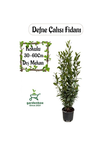 Laurus Nobilis -defne Çalısı Fidanı 1 Adet Saksılı 30-60cm