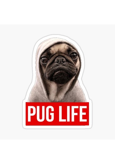 Pug Irkı Cinsi Köpek Sticker Araba Oto Yapıştırması 17Cm N5