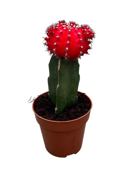 Gymnocalycium Mihanovichii - Kırmızı 1 Adet