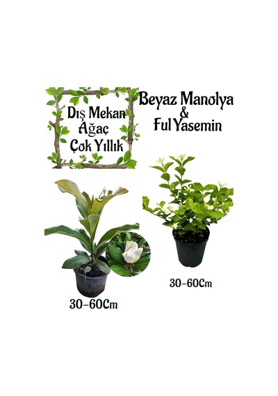 Avantajlı Ürün Kokulu Manolya Ağacı 1 Adet Saksılı+ful Yasemin Çiçeği 1 Adet Saksılı