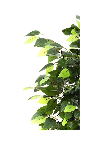 Yapay Ağaç Benjamin Yeşil 2 Gövdeli 110*70cm Siyah Plastik Saksılı