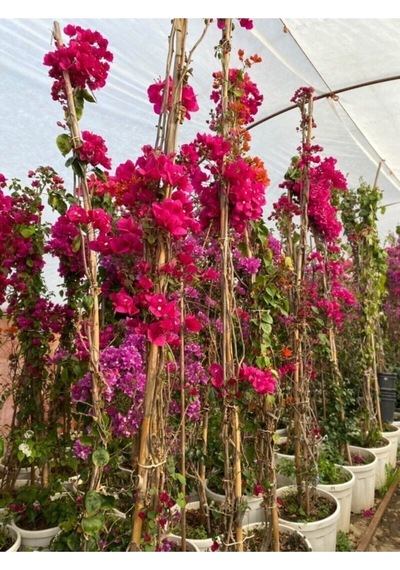 Sarmaşık Begonvil Bitkisi Bougainvillea
