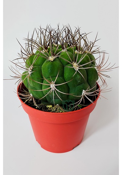 Gymnocalycium Marquezii Muhteşem Formda Büyük Boy Kaktüs