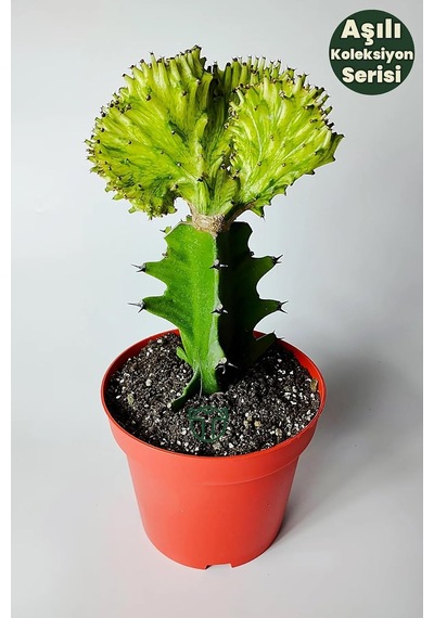Tr Euphorbia Cristata Variegata Koleksiyon Kaktüs Canlı Bitki
