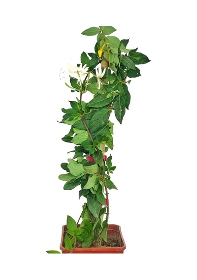 Serada Decor Plant Hanımeli Hanımeli