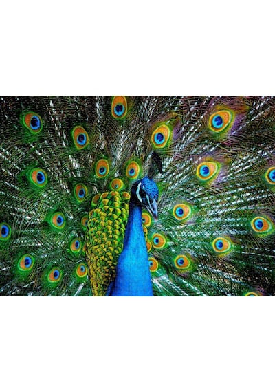 Nova Puzzle 41113 Kur Zamanı 1000 Parça Puzzle