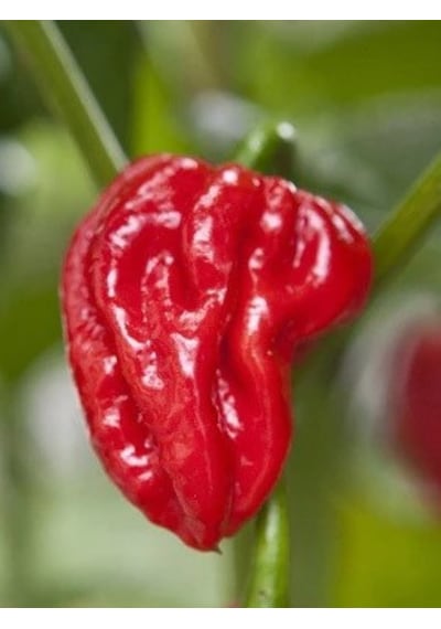 Naga Viper 900.000 1.4 M Scoville Gerçek Taze Acı Biber