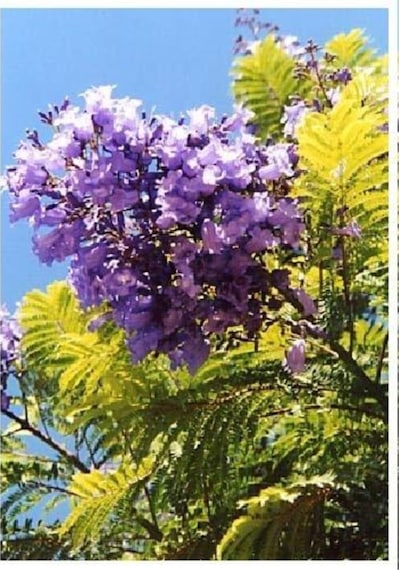 Nadir Jakaranda Ağacı Tohumu 50 Adet Tohum Jacaranda Mimosifolia
