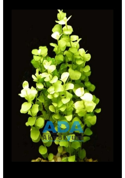 Lysimachia Nummularia Sp Green Akvaryum Bitkisi,canlı Bitki 5 Dal