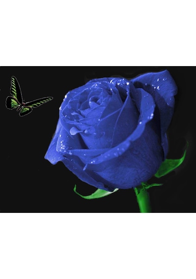 10 Adet Beyaz Gül Tohumu + 10 Adet Sebze Tohumu N114808