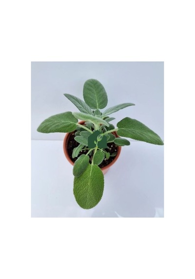 Kokulu Şalba Fidanı Salvia Adaçayı 10-20 Cm
