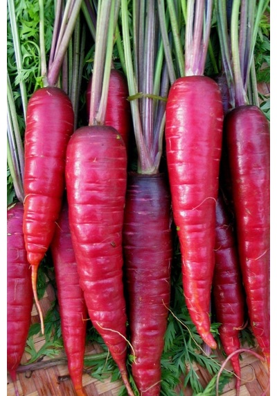 Kırmızı Havuç Tohumu Atomic Red Carrot Atalık