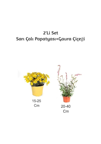 Sarı Çalı Papatyası+ Gaura Çiçeği 2'li Set Dış Mekan Bitkisi
