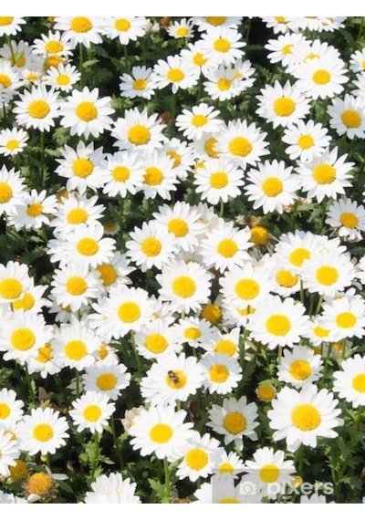 30 Adet Papatya Tohumu Yayılıcı Kır Papatyası Çiçeği + Saksı Toprak