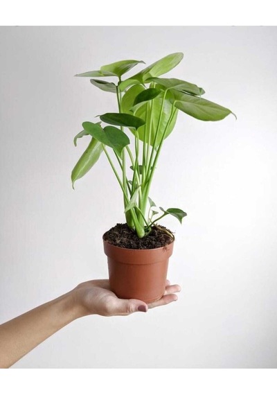 Deve Tabanı Çiçeği 35- 40 Cm Monstera Ev Ofis Salon Bitkisi Airfresh