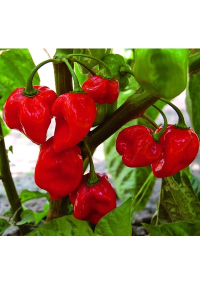 10+ Kırmızı Habanero Dünyanın En Acı Biber Tohumu N113194