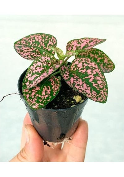 Saksıda Pembe Hypoestes Bitkis Hostes Fittonia Çiçeği 10-20 Cm