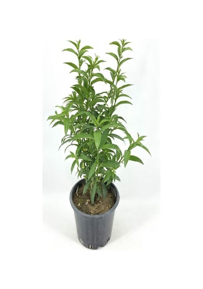 Mis Kokulu Gece Tüten Melisa Çiçeği 30-40cm 1 Adet Saksılı