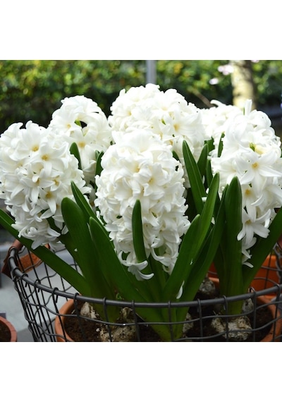 Hyacinthus Aiolos Beyaz Sümbül Soğanı 3  Adet