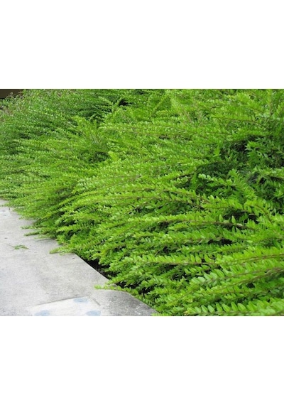 Bodur Hanımeli Lonicera Nitida Fidanı Bodur Çit Bitkisi 1-2 Yaş