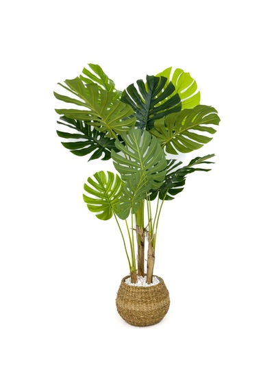 Biçiçek Yapay Monstera Ağacı Deve Tabani 150 Cm Geoi̇t Hasir Saksıda