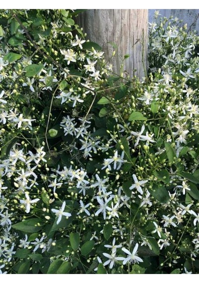 Hanımeli Beyaz Çiçekli 30 50 Cm 1 Adet Dış Mekan Sarmaşık Bitkileri Caprifoliaceae