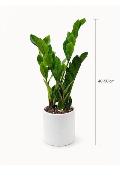 Zamia Bitkisi - Zeze Çiçeği Beyaz Seramik Saksıda 40-50 Cm